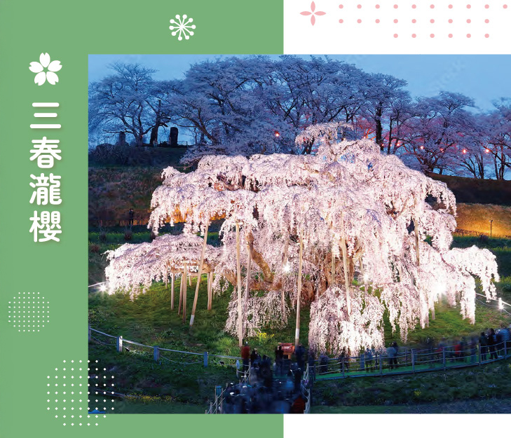 三春瀧櫻